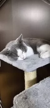 A.T 様のお迎えした子猫
