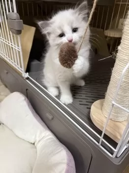 K.M 様のお迎えした子猫
