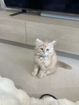 まい 様のお迎えした子猫