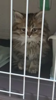 T.N 様のお迎えした子猫