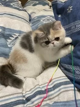 kono 様のお迎えした子猫