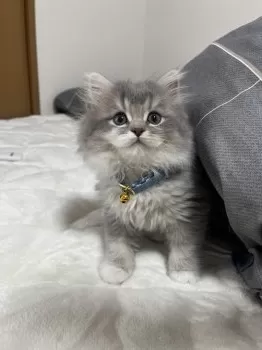 みゆ 様のお迎えした子猫