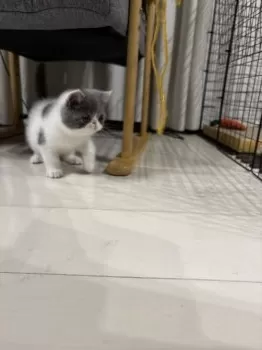 りょう 様のお迎えした子猫