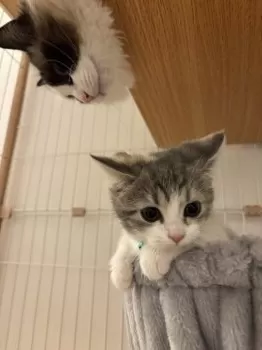 あき 様のお迎えした子猫