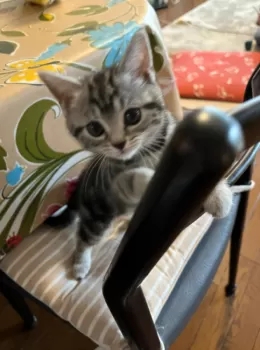 R 様のお迎えした子猫