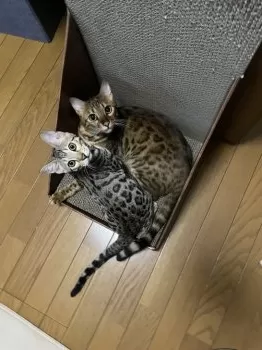 プリプリ〜ん 様のお迎えした子猫