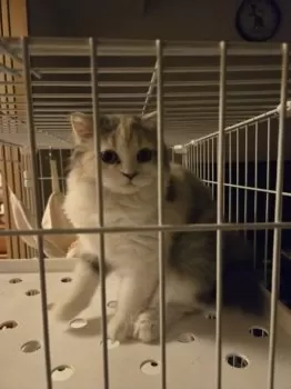 mami 様のお迎えした子猫