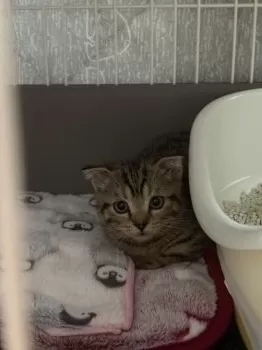 A.S シロ 様のお迎えした子猫