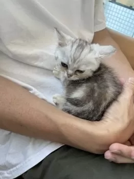 Nyan&fuu 様のお迎えした子猫