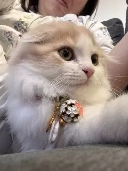 らぶたん 様のお迎えした子猫