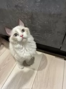 A 様のお迎えした子猫