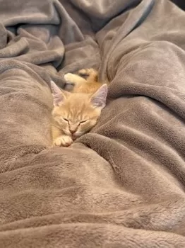 TS 様のお迎えした子猫