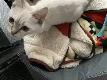 K.N 様のお迎えした子猫