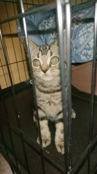 はなっち 様のお迎えした子猫