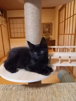 S.S 様のお迎えした子猫