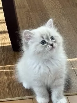 むく 様のお迎えした子猫