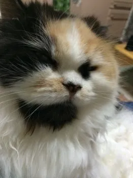 ノリスケ 様のお迎えした子猫