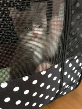 福くん 様のお迎えした子猫