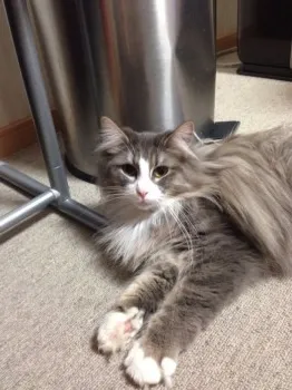 あきいちけい 様のお迎えした子猫