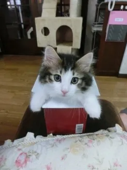☆蘭☆ 様のお迎えした子猫