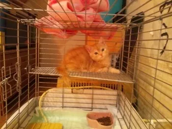 シューだよ～(o・・o)/~ 様のお迎えした子猫