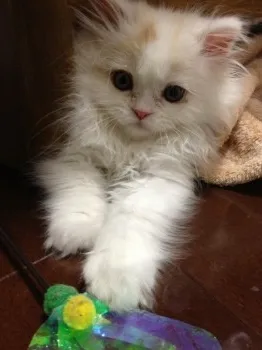 カイトまま 様のお迎えした子猫