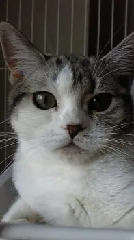 くぅたん 様のお迎えした子猫