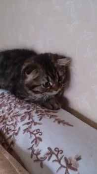 ふくまる 様のお迎えした子猫