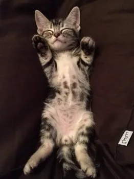 房之助ぱぱ 様のお迎えした子猫