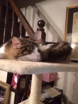 Rion 様のお迎えした子猫