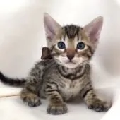 リオママ 様のお迎えした子猫