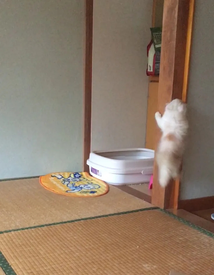 クレオっち 様のお迎えした子猫