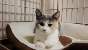 Y.N 様のお迎えした子猫
