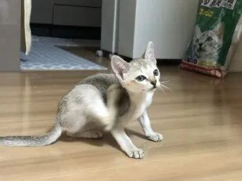 タケモン 様のお迎えした子猫