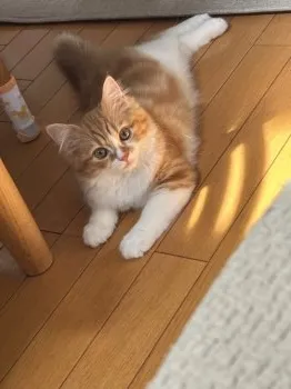 T.H 様のお迎えした子猫