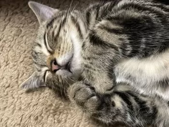 Y.O 様のお迎えした子猫