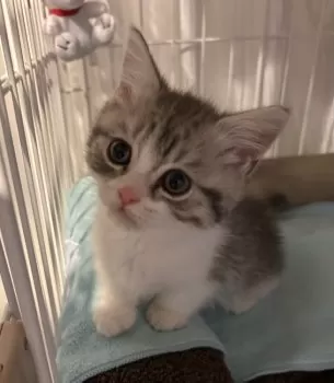 E.W 様のお迎えした子猫