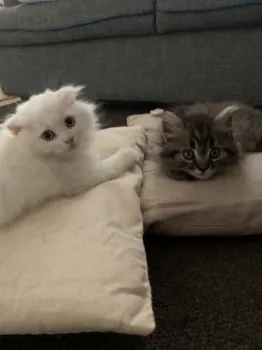 やまやま 様のお迎えした子猫