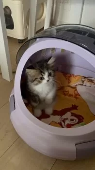 あや 様のお迎えした子猫