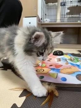 H.K 様のお迎えした子猫