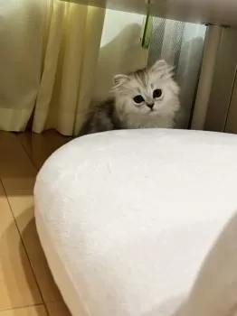 K.U 様のお迎えした子猫