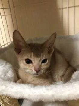 S.N 様のお迎えした子猫