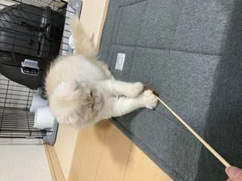 A.M 様のお迎えした子猫