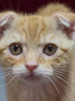 カフェラテ 様のお迎えした子猫