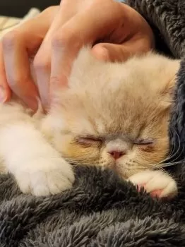 A.M 様のお迎えした子猫