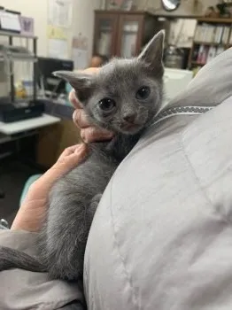 GiGi 様のお迎えした子猫