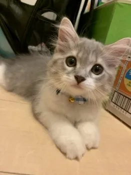 ほっとみるく 様のお迎えした子猫