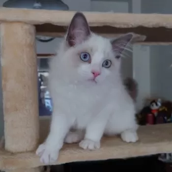 いち 様のお迎えした子猫