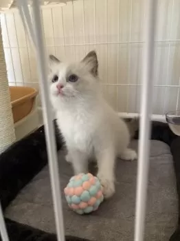 C.O 様のお迎えした子猫