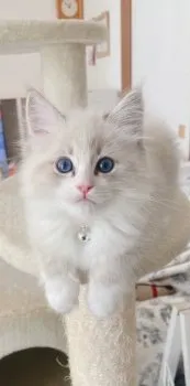 A.N 様のお迎えした子猫